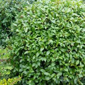 Osmanthus burkwoodii (topiary) 3